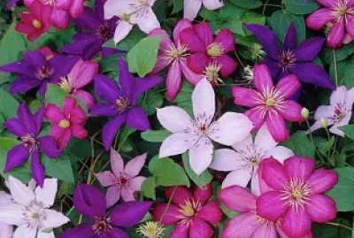 פאזל של flores