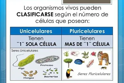seres unicelulares jigsaw puzzle