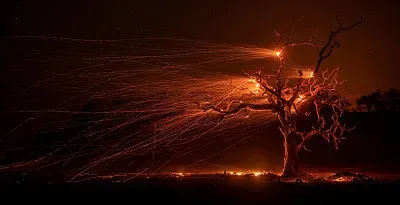 פאזל של arbol19