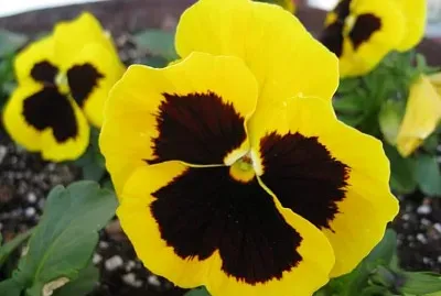 פאזל של Pensamientos, jardines