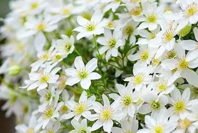 flower