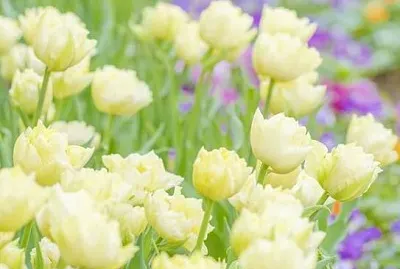 פאזל של flower