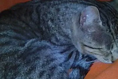 Coco  Gato