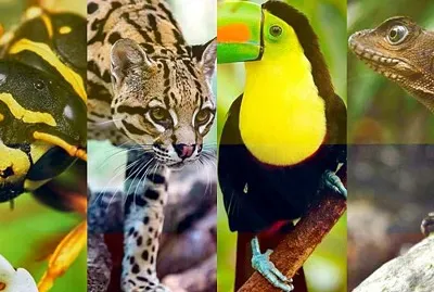 Jugando con TaxonomÃ­a