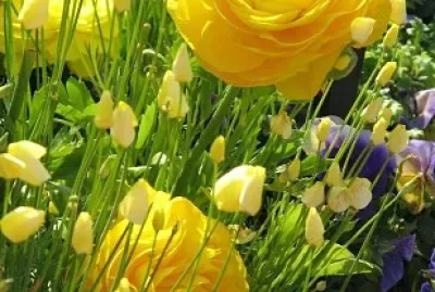 פאזל של flores