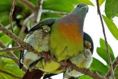 Bird of Mexico