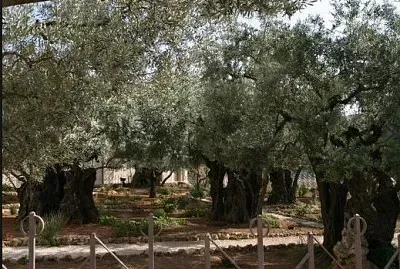 Garden of Gethsemene jigsaw puzzle