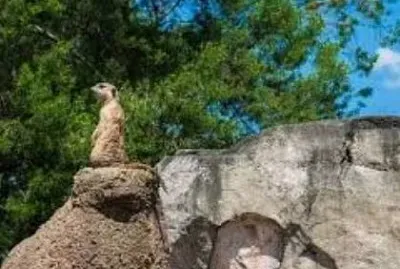 Meerkat 0 jigsaw puzzle