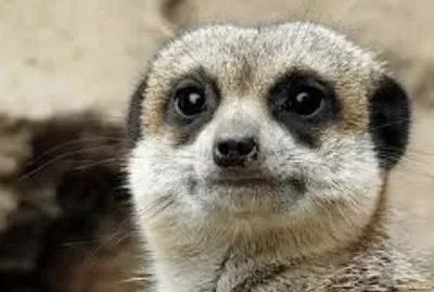 Meerkat 3