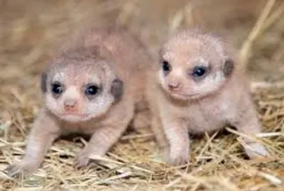 Meerkat 5 jigsaw puzzle