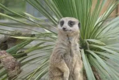 Meerkat 8 jigsaw puzzle