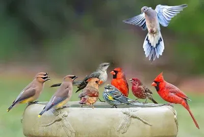 animales