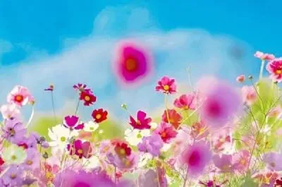 פאזל של flower