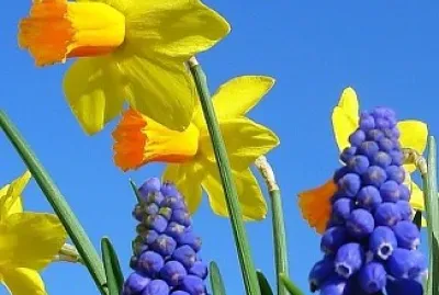 פאזל של flores