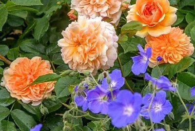 פאזל של flores