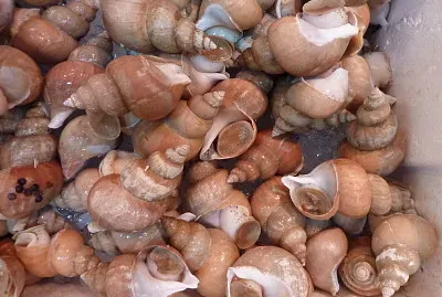 Japon - MarchÃ© aux poissons Tokyo