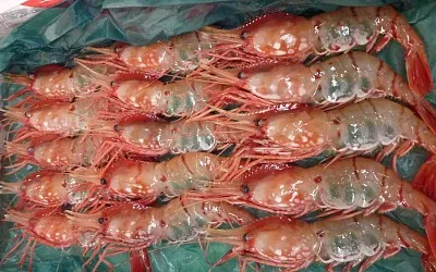 Japon - MarchÃ© aux poissons Tokyo jigsaw puzzle