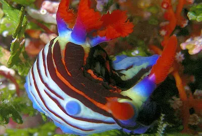 Nembrotha purpureolineata