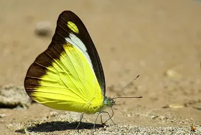 Appias lyncida