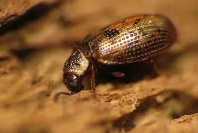 Derodontus esotericus