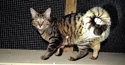 American ringtail jigsaw puzzle