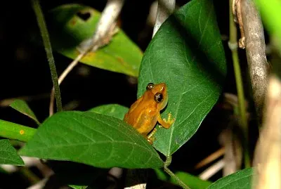 Llanero coqui