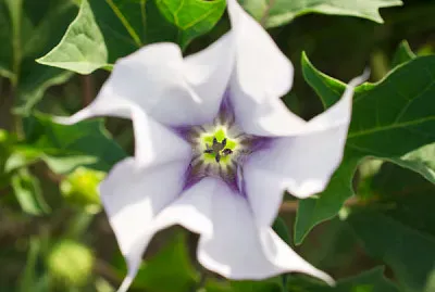 פאזל של Datura