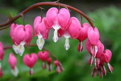 פאזל של Dicentra (Cuor Di Maria)