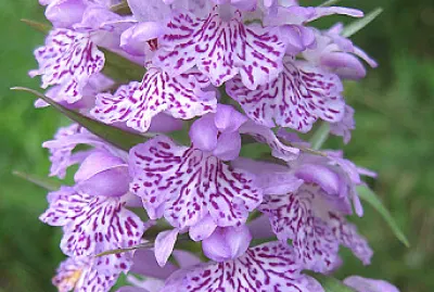 פאזל של Dactylorhiza Maculata