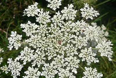 Daucus Carota