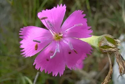 פאזל של Diantus Sylvestris