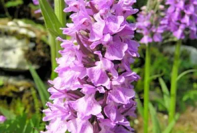 פאזל של Dictylorhiza Incantata