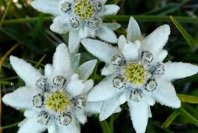 פאזל של Edelweiss