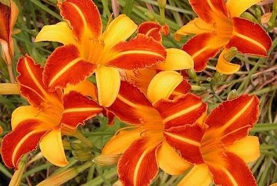 פאזל של Emerocallide