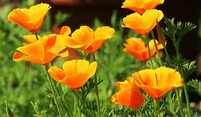 פאזל של Escolzia