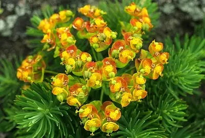 פאזל של Euphorbia Cyparissias
