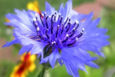 פאזל של Fiordaliso