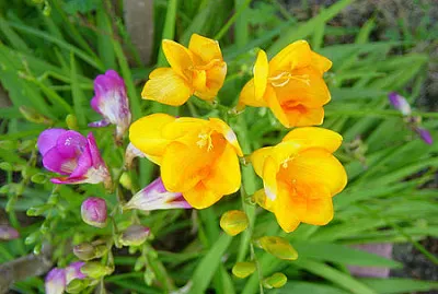 פאזל של Fresia