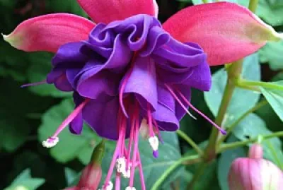 פאזל של Fucsia