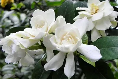 פאזל של Gardenia
