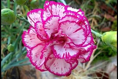 פאזל של Garofano