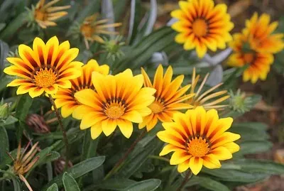 פאזל של Gazania