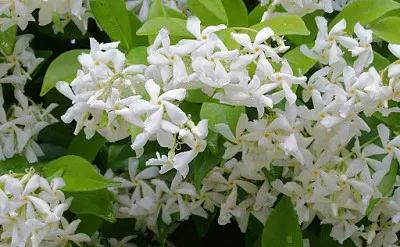 פאזל של Gelsomino