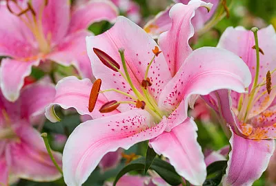 פאזל של Giglio