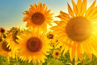 פאזל של Girasole