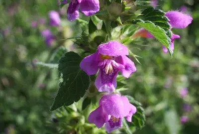 פאזל של Galeopsis Tetrahit