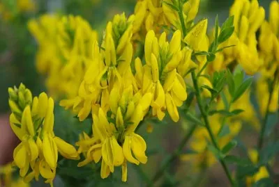 פאזל של Genista Tinctoria