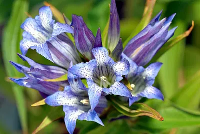 פאזל של Gentiana Asclepiadea