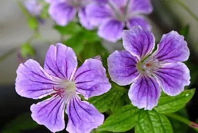 פאזל של Geranium Nodosum