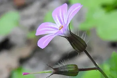 פאזל של Geranium Robertianum